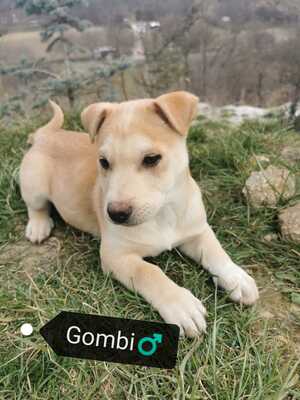 Gombi, Mischling Welpen - Rüde
