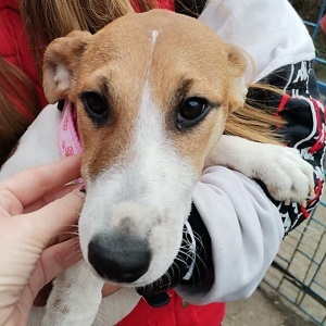 Gomboc, unbekannt - Hündin