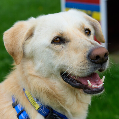 Gomez, Labrador-Mix - Rüde