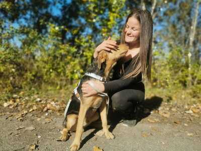 Goofie - Fröhlicher Junghund, ca. 1 Jahr/45cm/18kg, MIschling - Rüde