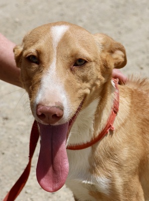 Goofy, Mix - Rüde