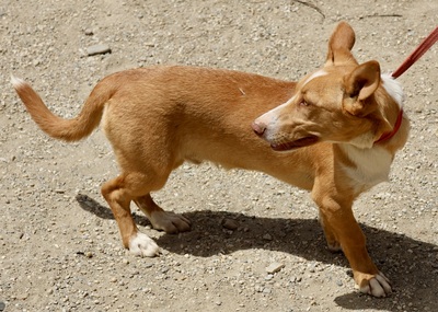 Goofy, Mix - Rüde