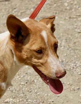 Goofy, Mix - Rüde