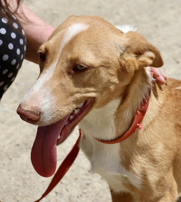 Goofy, Mix - Rüde