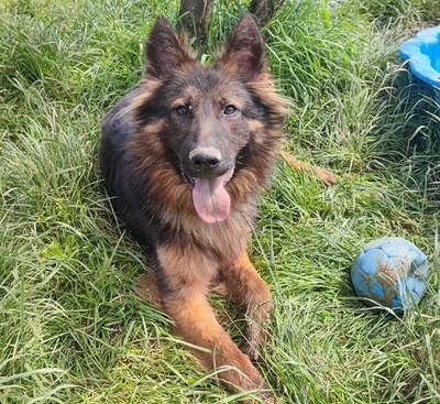 Gotham junger Schäferhund Mix sucht ein Zuhause, Schäferhund Mix - Rüde