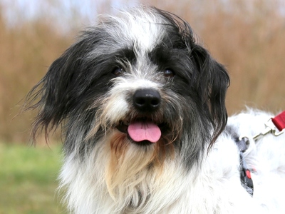 Gottlieb, Mischling - Rüde