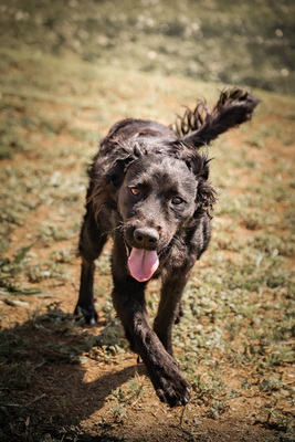 Grace - R E S E R V I E R T !!!!! verschmust, anhänglich, menschenbezogen, liebenswürdig