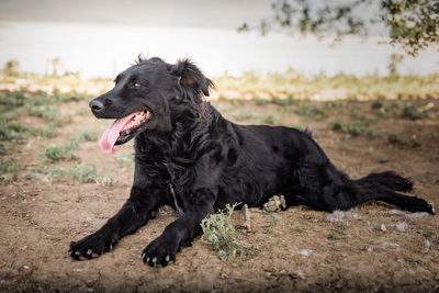 Grace - verschmust, anhänglich, menschenbezogen, liebenswürdig, Mischling (Video-Link vorhanden) - Hündin