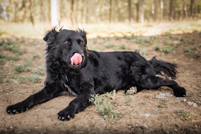 Grace - verschmust, anhänglich, menschenbezogen, liebenswürdig, Mischling (Video auf HP) - Hündin