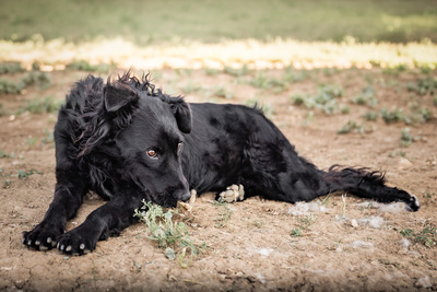 Grace - verschmust, anhänglich, menschenbezogen, liebenswürdig, Mischling (Video auf HP) - Hündin