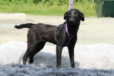 Gracie, Mischling Welpen - Hündin