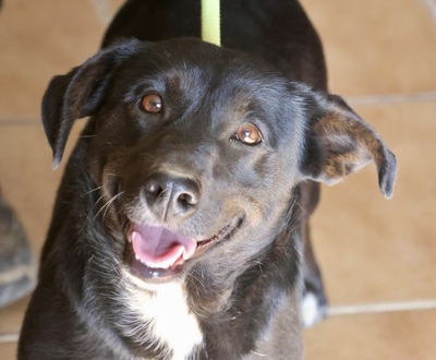 Gracie, Mix - Hündin