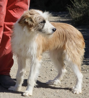 Graciela, Mix - Hündin