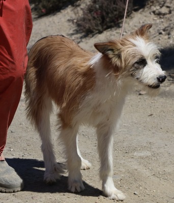 Graciela, Mix - Hündin