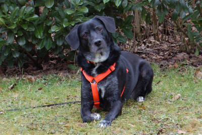 Graciella, Labrador-Mix - Hündin