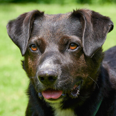 Graf Bobby, Labrador-Mix - Rüde