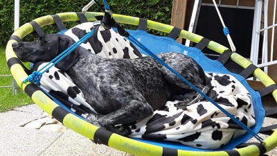 Grande Dame sucht Altersruhesitz: Maja möchte ihr Herz verschenken 🐾, Deutsch-Kurzhaar - Hündin