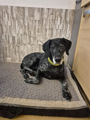 Grande Dame sucht Altersruhesitz: Maja möchte ihr Herz verschenken 🐾, Deutsch-Kurzhaar - Hündin