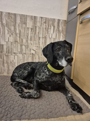 Grande Dame sucht Altersruhesitz: Maja möchte ihr Herz verschenken 🐾, Deutsch-Kurzhaar - Hündin