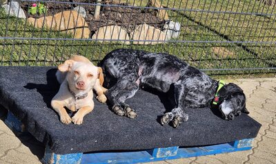 Grande Dame sucht Altersruhesitz: Maja möchte ihr Herz verschenken 🐾, Deutsch Kurzhaar - Hündin