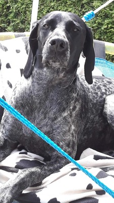 Grande Dame sucht Altersruhesitz: Maja möchte ihr Herz verschenken 🐾