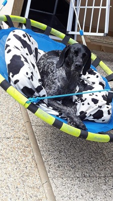 Grande Dame sucht Altersruhesitz: Maja möchte ihr Herz verschenken 🐾, Mischling - Hündin