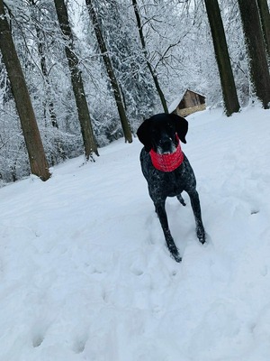 Grande Dame sucht Altersruhesitz: Maja möchte ihr Herz verschenken 🐾, Mischling - Hündin