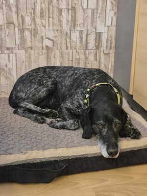 Grande Dame sucht Altersruhesitz: Maja möchte ihr Herz verschenken 🐾, Mischling - Hündin