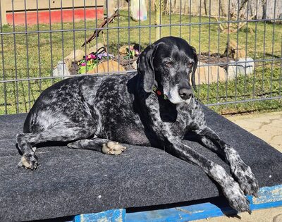 Grande Dame sucht Altersruhesitz: Maja möchte ihr Herz verschenken 🐾, Mischling - Hündin