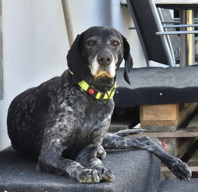 Grande Dame sucht Altersruhesitz: Maja möchte ihr Herz verschenken 🐾, Mischling - Hündin