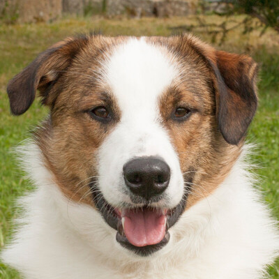 Gregor, Mischling - Rüde