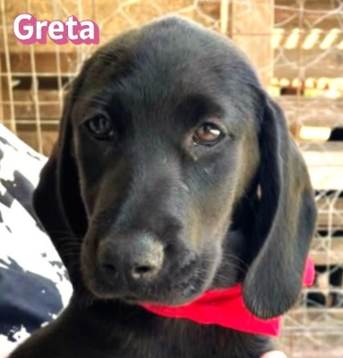 Greta, Labrador Welpen - Hündin