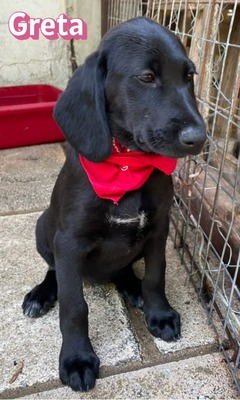 Greta, Labrador Welpen - Hündin