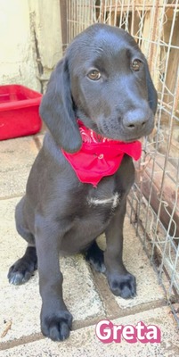 Greta, Labrador Welpen - Hündin