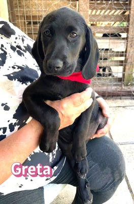 Greta, Labrador Welpen - Hündin