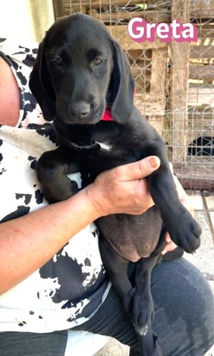Greta, Labrador Welpen - Hündin