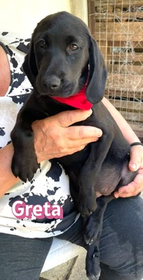 Greta, Labrador Welpen - Hündin