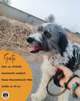 Greta, Mischling - Hündin