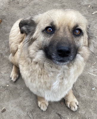 Greta, Mix - Hündin