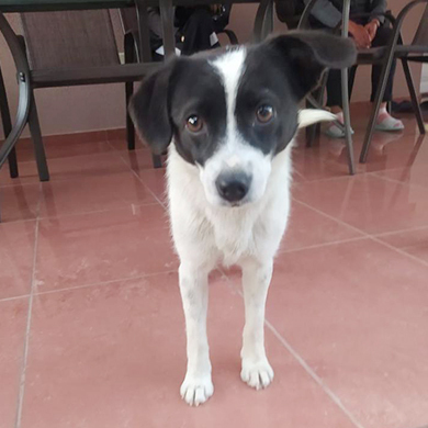 Greta / Reserviert, Mischling - Hündin