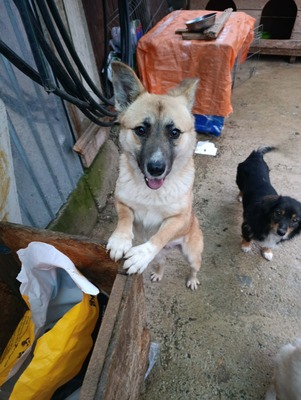 Greta – wer zeigt ihr, wie sich Zuhause anfühlt?, Mischling - Hündin