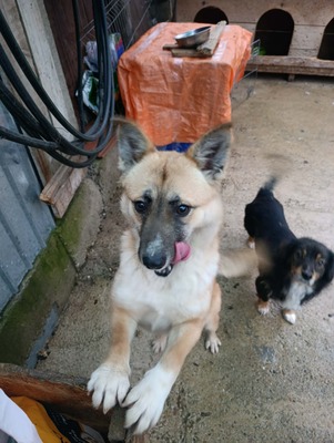 Greta – wer zeigt ihr, wie sich Zuhause anfühlt?, Mischling - Hündin