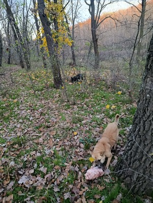 Greta – wer zeigt ihr, wie sich Zuhause anfühlt?, Mischling - Hündin