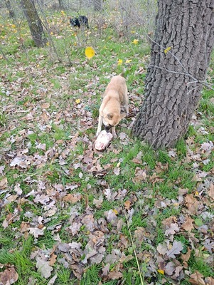 Greta – wer zeigt ihr, wie sich Zuhause anfühlt?, Mischling - Hündin