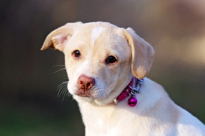 Gretchen, Beagle/JackRusselMix Welpen - Hündin