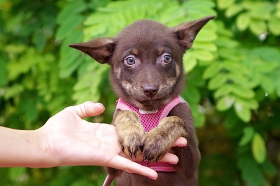 Gretchen, Mischling Welpen - Hündin