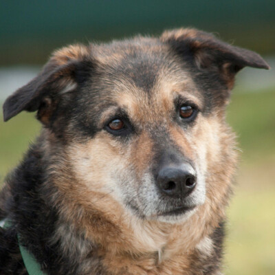 Gretchen, Schäfer-Mix - Hündin