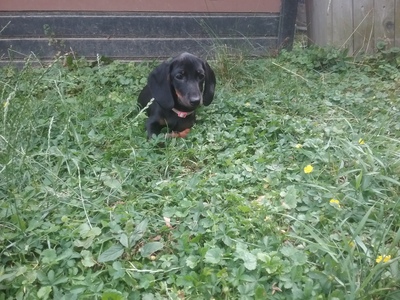 *Gretel: Ein kleiner Sonnenschein sucht ein Zuhause!*, Zwergdackel Welpen - Hündin