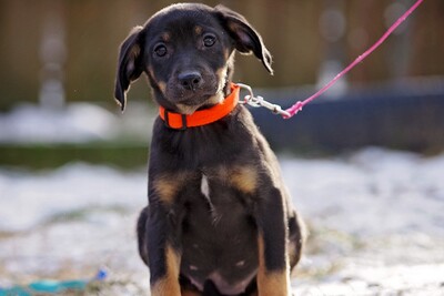 Gretel, Labrador mix ? Welpen - Hündin