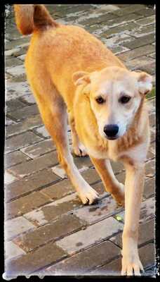 Gretel, Labradormix - Hündin